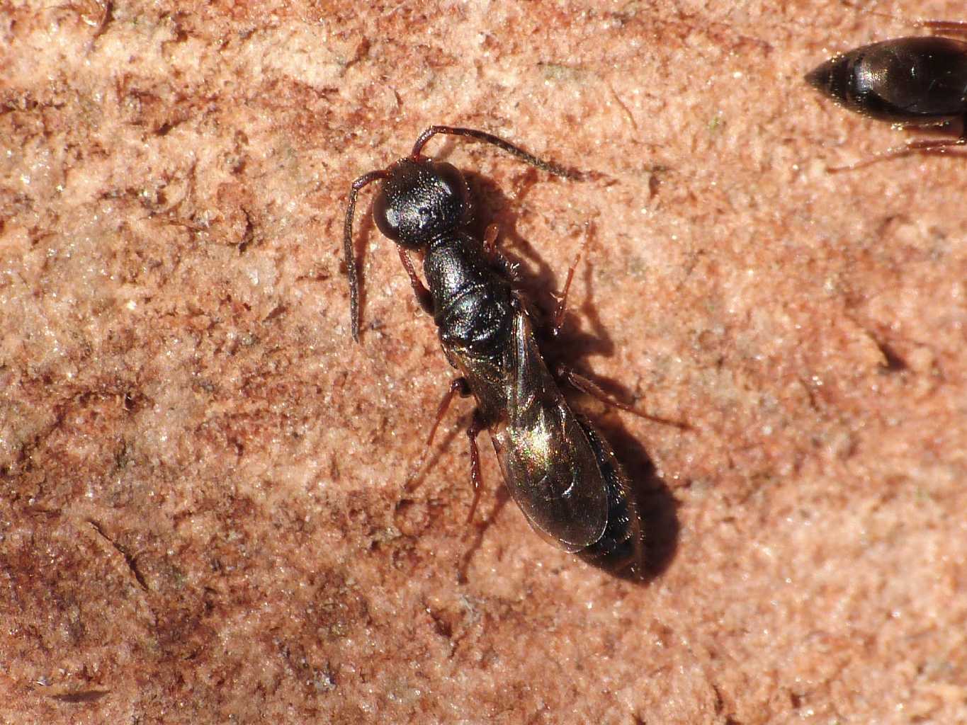 Colonia di Bethylidae - Torrimpietra (RM)